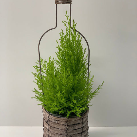 Weinflasche Goldcrest Conifer (inklusive Geschenkverpackung) 