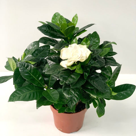 Gardenia jasminoides | Pot de culture de 1,5 L