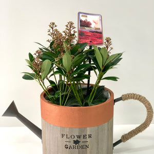 Skimmia japonica Rubella (Emballage cadeau inclus)