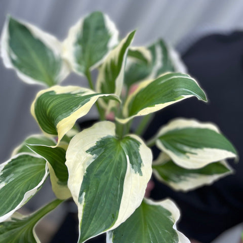 Hosta 'Patriot' 2L
