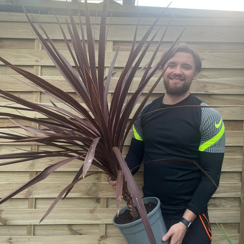 Cordyline australis Red Star 1M VERKAUFT WIE BESEHEN