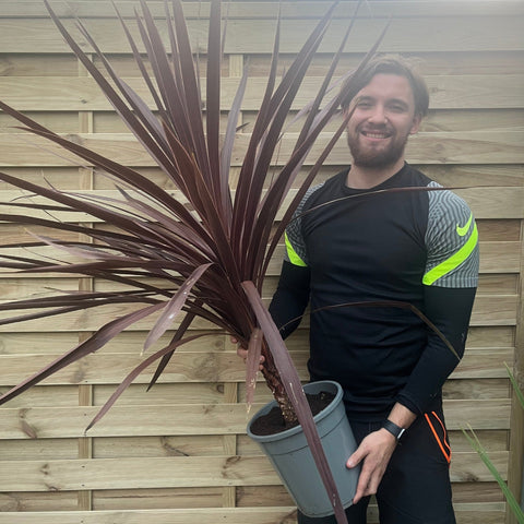 Cordyline australis Red Star 1M SOLD AS SEEN