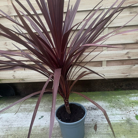 Cordyline australis Red Star 1M VERKAUFT WIE BESEHEN