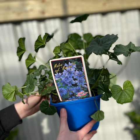 Lavatera 'Marina' 3L