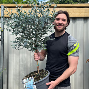 Eucalyptus Tree | Hardy Potted Patio Tree | Eucalyptus Gunnii Azura | 1m
