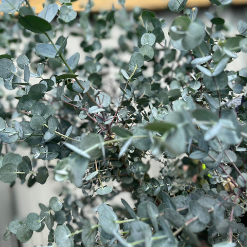 Eucalyptus Tree | Hardy Potted Patio Tree | Eucalyptus Gunnii Azura | 1m