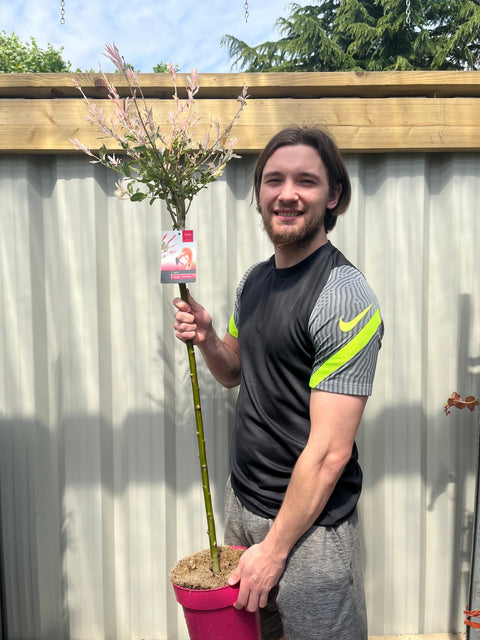 Salix intergra 'Hakuro - Nishiki'  Flamingo Dwarf Willow Tree (multiple sizes available)