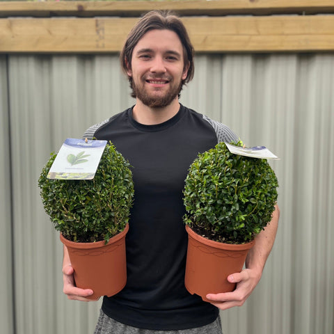 Buchsbaum/Formschnittball (Buxus sempervirens)