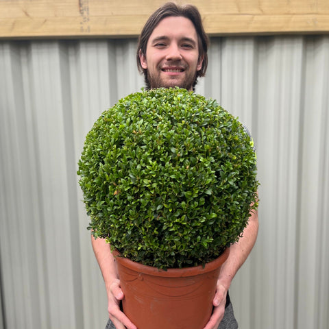 Buchsbaum/Formschnittball (Buxus sempervirens)