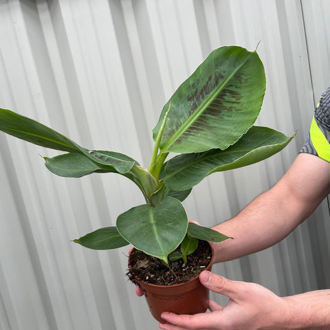 Musa Tropicana (Bananenpflanze)