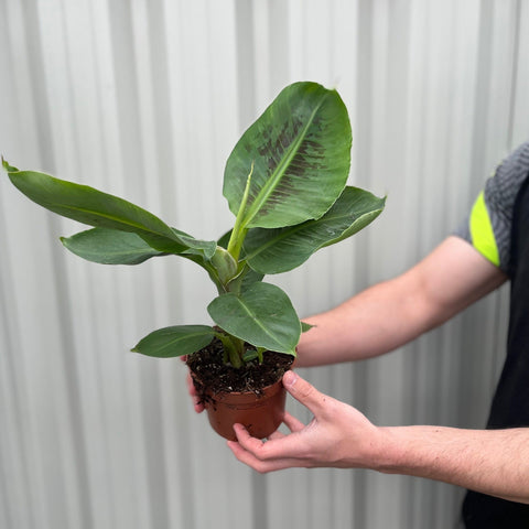 Musa Tropicana (Bananenpflanze)