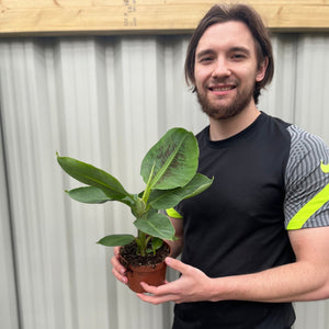 Musa Tropicana (Bananenpflanze)