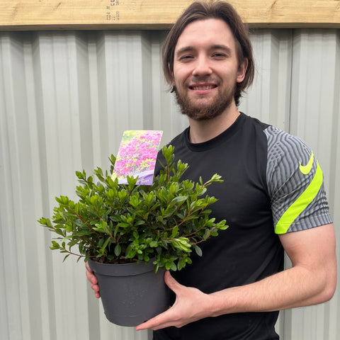 Azalea 'Geisha Purple' 3L