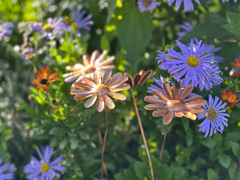 Copper Daisy Flower