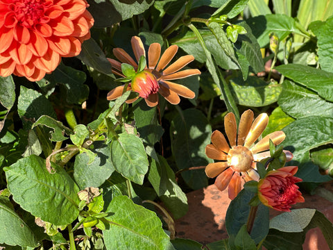 Copper Daisy Flower
