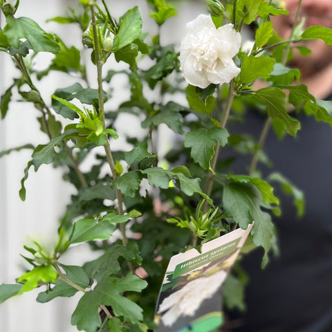 Hibiscus Syriacus 'Admiral Dewey' - Weiß