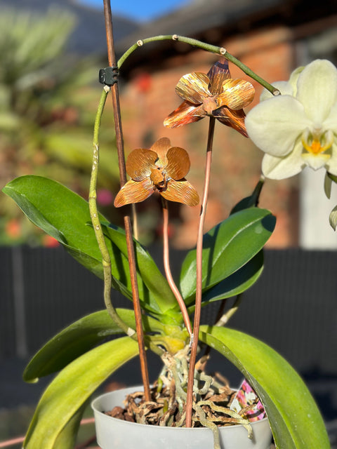 Copper Orchid Flower