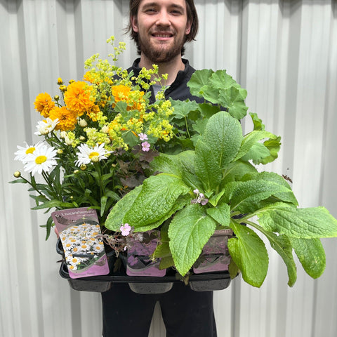 Our Selection of 3 x 2L Perennial Plants