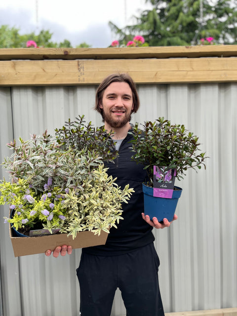 Mix of 3 Hebes (2L Growers Pots)