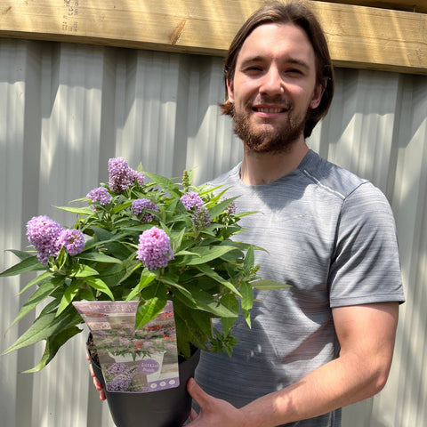 Buddleja 'Butterfly Candy Little Lila' 9 cm/1 l/3 l