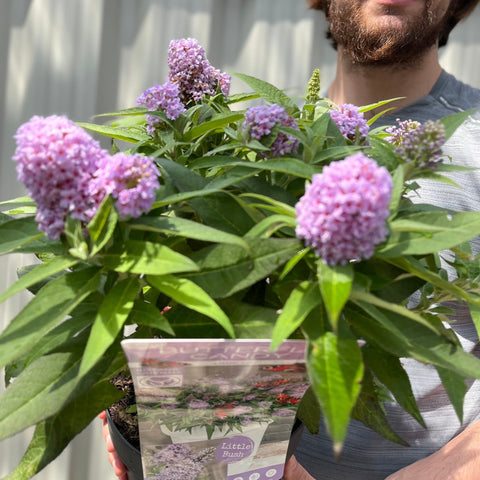 Buddleja 'Butterfly Candy Little Lila' 9 cm/1 l/3 l