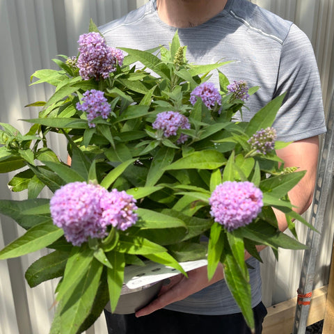 Buddleja 'Butterfly Candy Little Lila' 9 cm/1 l/3 l