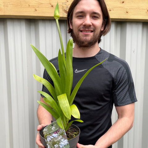 Schmucklilie 'Windsor Grey' 2L