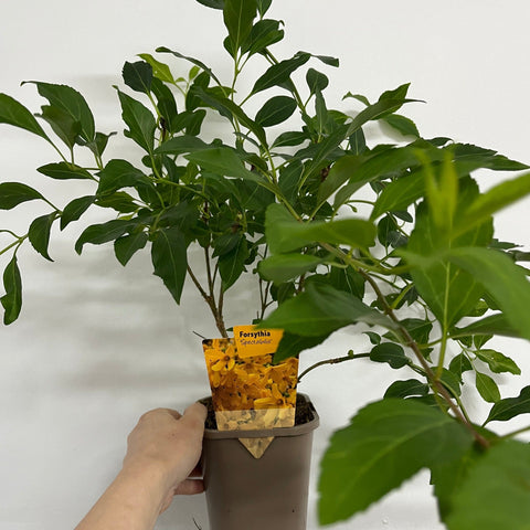 Forsythia x intermedia Spectabilis 1L