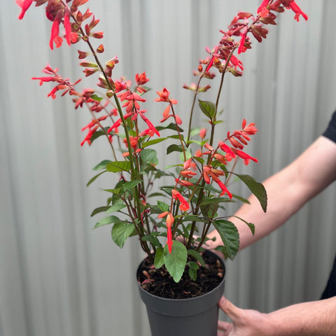 Salvia Salmia Orange2L