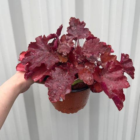 Heuchera Sweet Princess 1,5 l