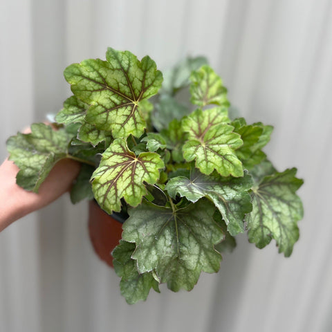 Heuchera 'American Marble' 9cm