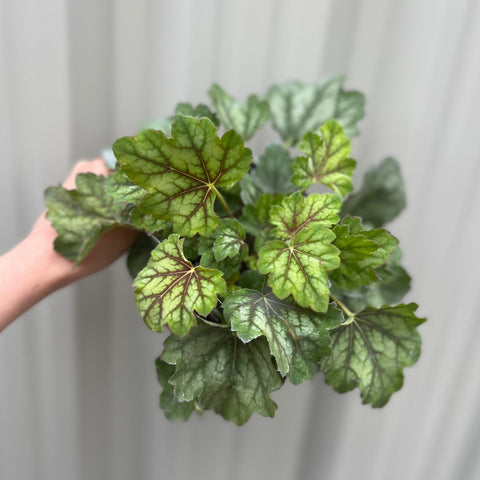 Heuchera 'American Marble' 9cm