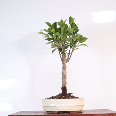 Ficus microcarpa (Banyan-Feige) Zimmerbonsai | Besenform | Im 16-cm-Topf | Exzellentes Geschenk