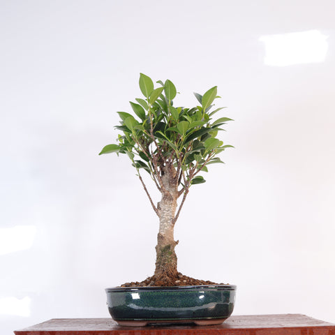 Ficus microcarpa (Banyan-Feige) Zimmerbonsai | Besenform | Im 16-cm-Topf | Exzellentes Geschenk