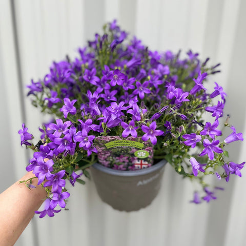 Campanula portenschlagiana 'Clockwise' 9cm/1,5L
