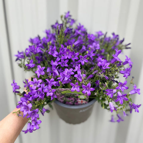 Campanula portenschlagiana 'Clockwise' 9cm/1,5L