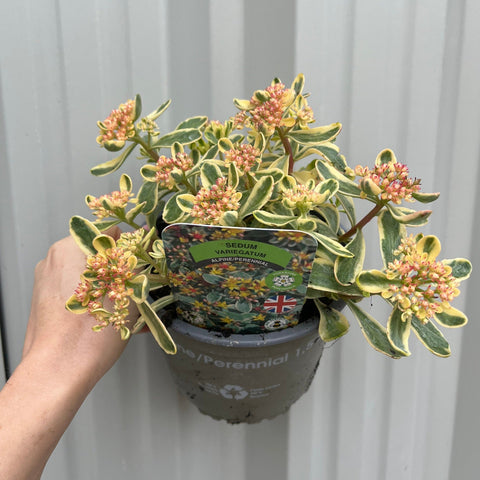 Sedum kamtschaticum 'Variegatum' 1,5L