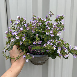 Chaenorhinum origanifolium 'Blue Dream' 1,5 L