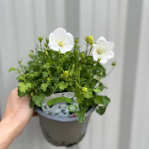 Campanula (Glockenblume) Pristar Weiß 1,5L