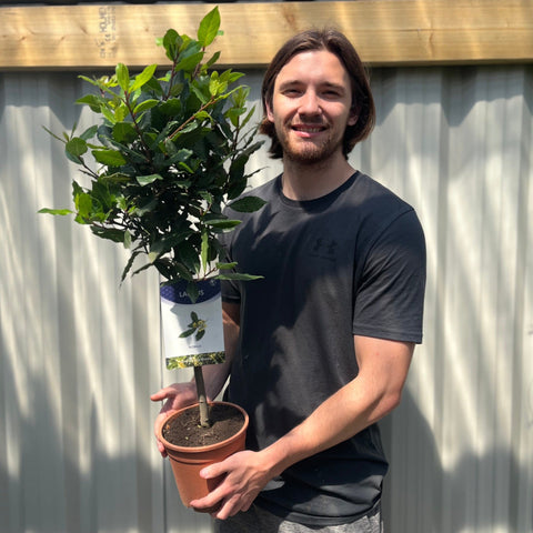 Standard-Lorbeerbaum | Laurus nobilis (70-80cm)