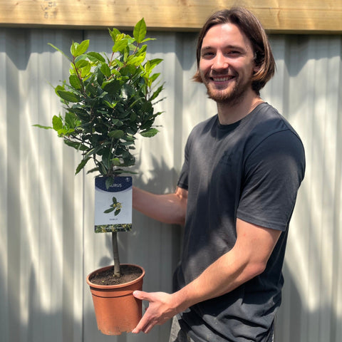 Standard-Lorbeerbaum | Laurus nobilis (70-80cm)