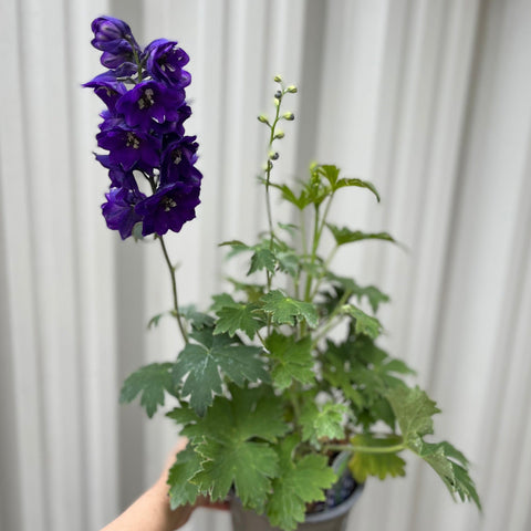 Delphinium 'Dark Blue Black Bee' 9cm/1.5L