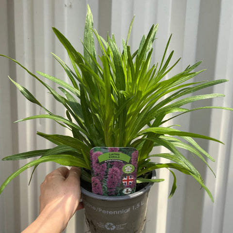Liatris spicata Kobold 9cm/1,5L/3L