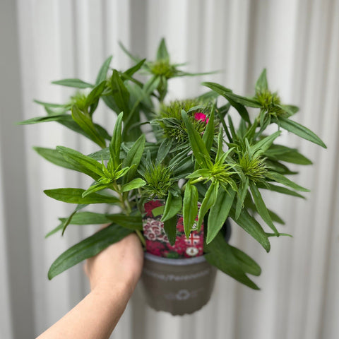 Dianthus 'Barbatus' 1,5L