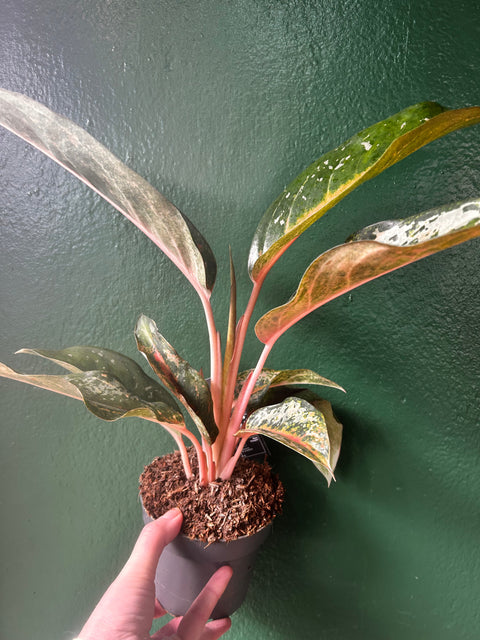 Aglaonema 'Pumpkin green' (Chinese Evergreen)