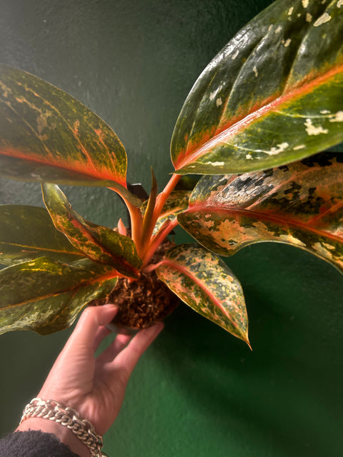 Aglaonema 'Pumpkin green' (Chinese Evergreen)