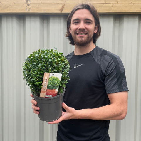 Buchsbaum/Formschnittball (Buxus sempervirens)