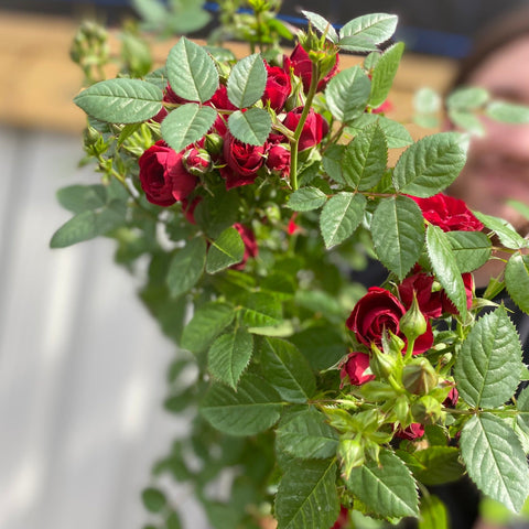 Patio Standard Rose 'Red'