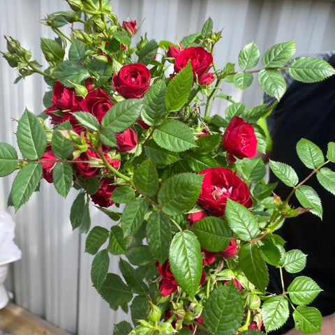Patio Standard Rose 'Red'