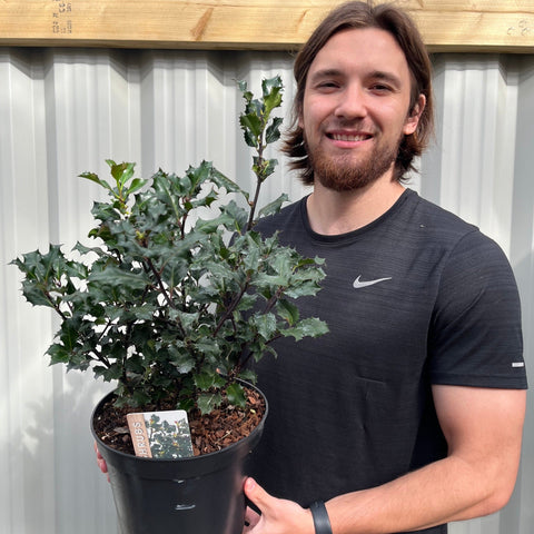 Ilex 'Blue Angel' Stechpalme 5L